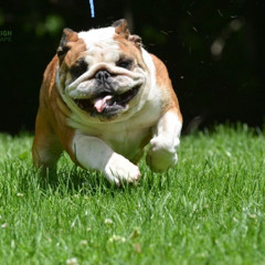 How Do I Keep Dogs Off My Lawn Without Harm? Practical Tips for Denver Homeowners