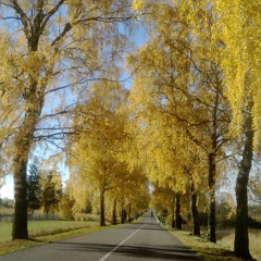 Autumn comes back through the golden Leaves