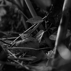 Do you love me baby? [prod. Kotape x Jones]