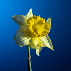BLOEM 1