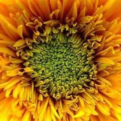 FlowerPower