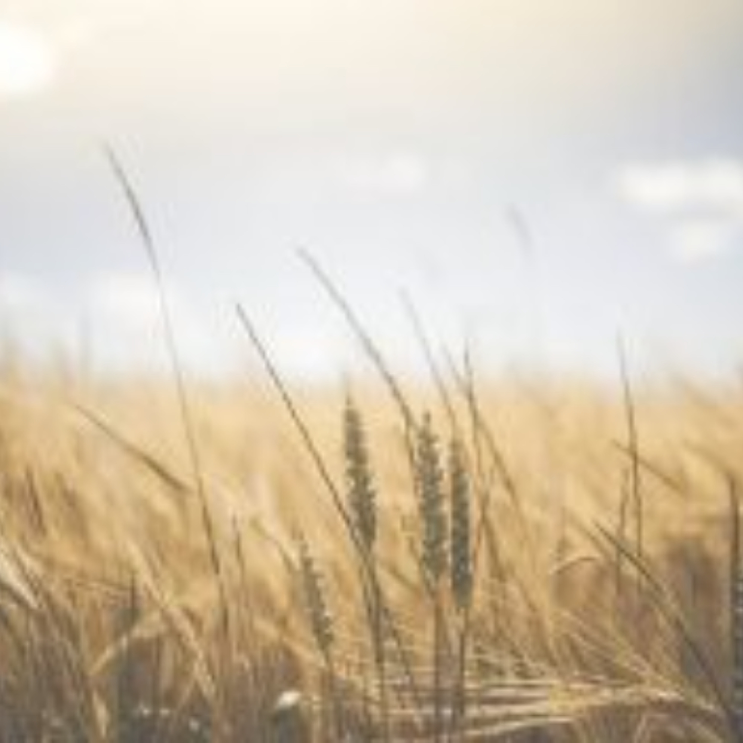 Farmer-Led Research Driving Innovation in Alberta’s North