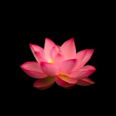 nelumbo nucifera (klasoldier)