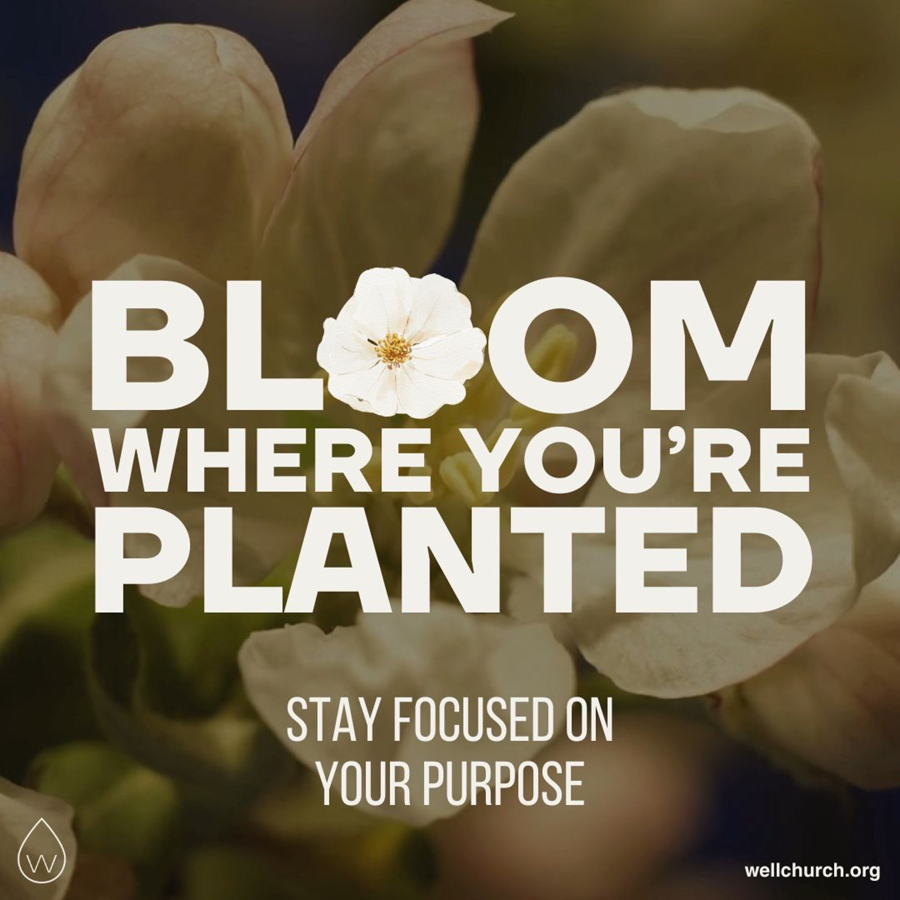 Bloom Where You're Planted | Stay Focused on Your Purpose episode artwork