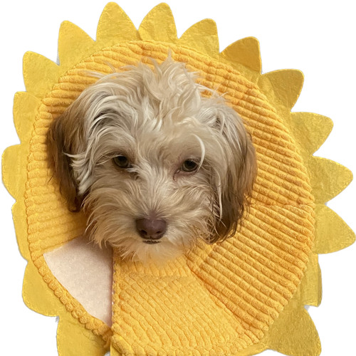 Stream Trees and Flowers (Strawberry Switchblade cover) remix by James