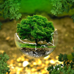 Forest-1