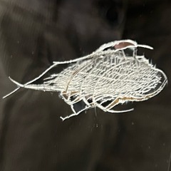 Shatter, shatter, shatter_06_29_Oberman Road