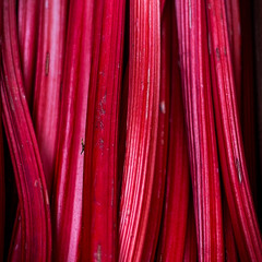 Harvest time for forced Yorkshire rhubarb