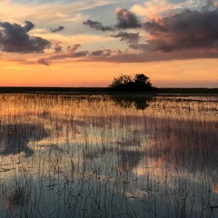 Pig Frog Sunset