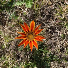 Your Beat Friend (Rejected Concept)