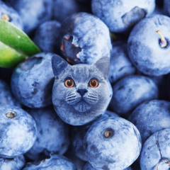 blueberry [catberry]