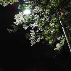 china-N