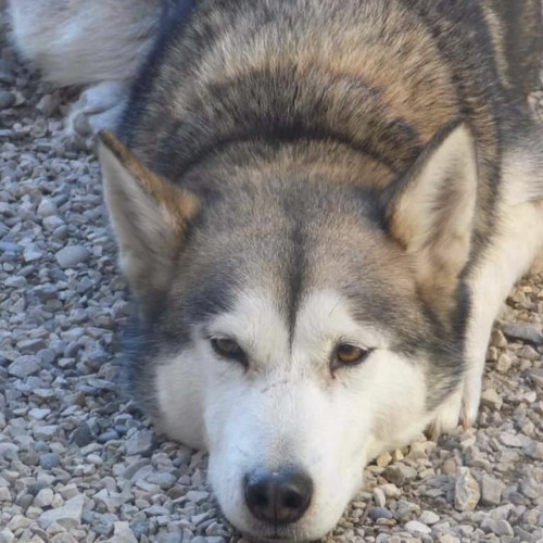 Stream stand by me played by robert prudhomme by Robert Listen online