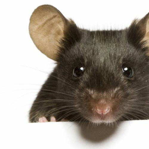 fresh prince of bel air but its sung by mouse