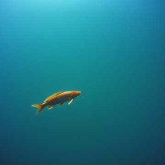 Fishing Dreams