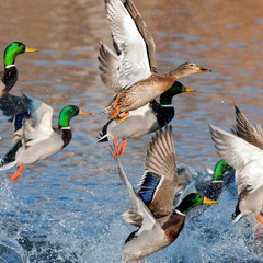 Duck Thunder (Mid Valley Mercenaries Exclusive)