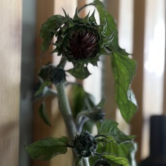 Black Sunflower w/DONNA LEAKE & Trippingonchillies [live in the Lunes Listening Room, 03.11.2025]