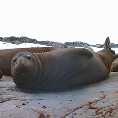 Elephant Seal