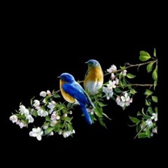 Chanson d'été violin