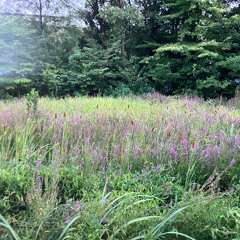 忘れないで(demo)