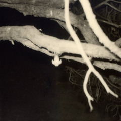 250806,Hiroshima, Peace Memorial Park, cicada, 6pm.