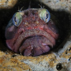 "If You Have to Say It" the Guide Pt. II