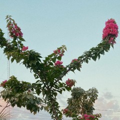 El Jaus De La Jungla x Ay Qué Será Del Sol (impro Dj set)