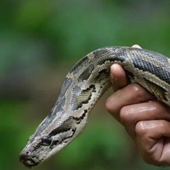 Secretaria de Saúde alerta para os perigos envolvendo ocorrências com picadas de cobras.