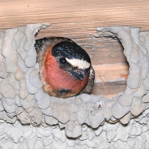 Cliff Swallow Nest Chatter and Song