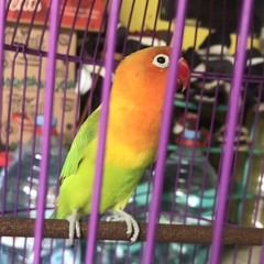 Lovebird memanggil lawan_ngetik ngekek gacor