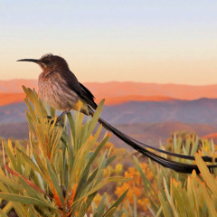 PITTORE SOLITARIO  (OPERA)