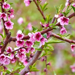 In Bloom (Original mix)