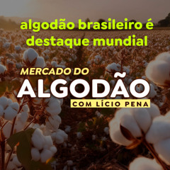 Algodão brasileiro é destaque mundial e pode ganhar espaço com incertezas entre China e EUA.