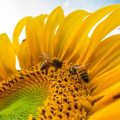 Love Honey Volume II - Compiled by Lord Sut & Lady S