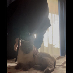 project_51 prod hatemoss