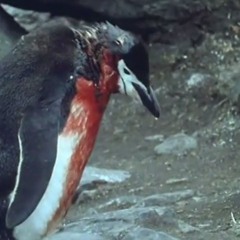 ☆pingu4life☆kyleong☆ - ⋆ ⋆ ⋆starvin⟡nation⟡on⟡top⋆ ⋆ ⋆ [prod. pingu4life]