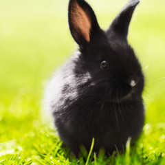 bunny freestyle prod iluvsanthosh