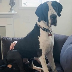 Nigel Grimez Mega Chungus Mix