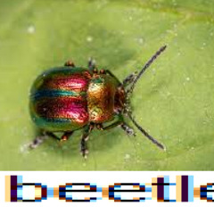 Beetle Music