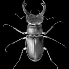 Black Beetle (Prod. 1mains + Kirai)