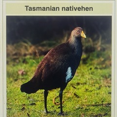 Turbo Chooks