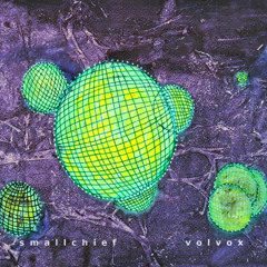Volvox gigas(excerpt)