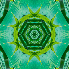 Bamboo
