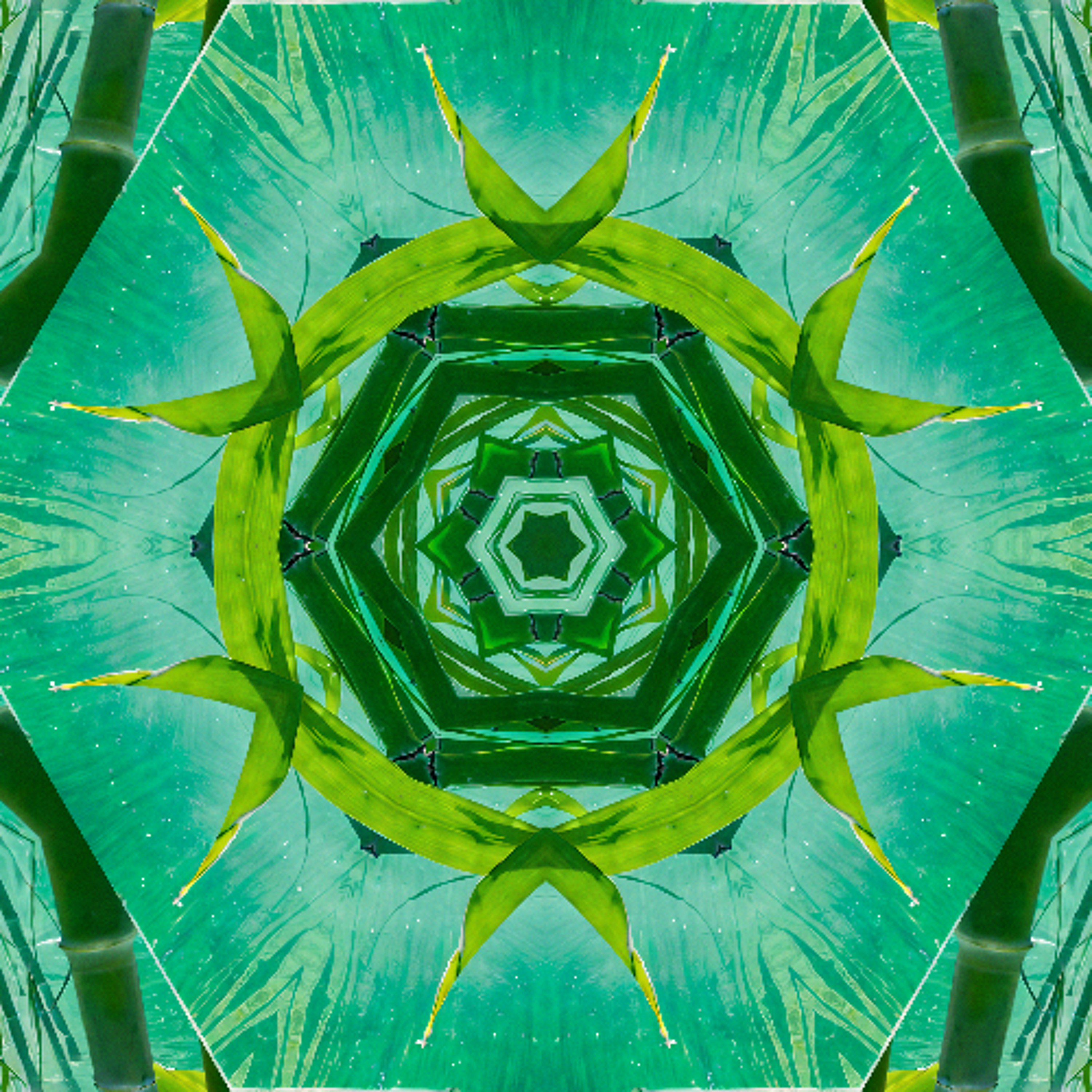 Bamboo episode artwork