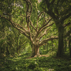 Deep Forest