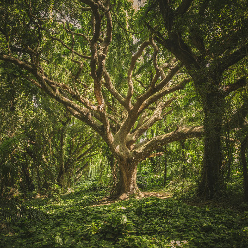 Deep Forest