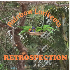 Rainbow Lorikeets