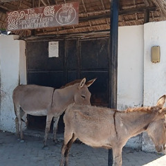 MAKALA YA MASAIBU YA PUNDA LAMU (PUNDA MASHAKANI)