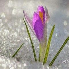 سورة الفتح القارئ اسلام صبحي(MP3_128K).mp3