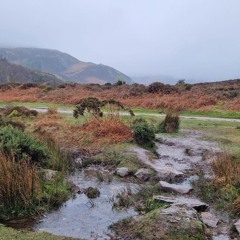 Idle Days (Album) by Ft. Fox